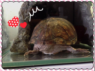 f:id:pyori:20140706174638j:image