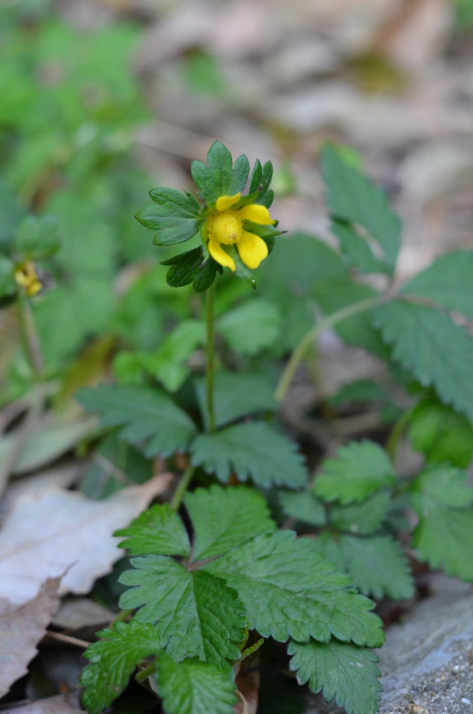 f:id:pyoropyoro:20170422224950j:plain