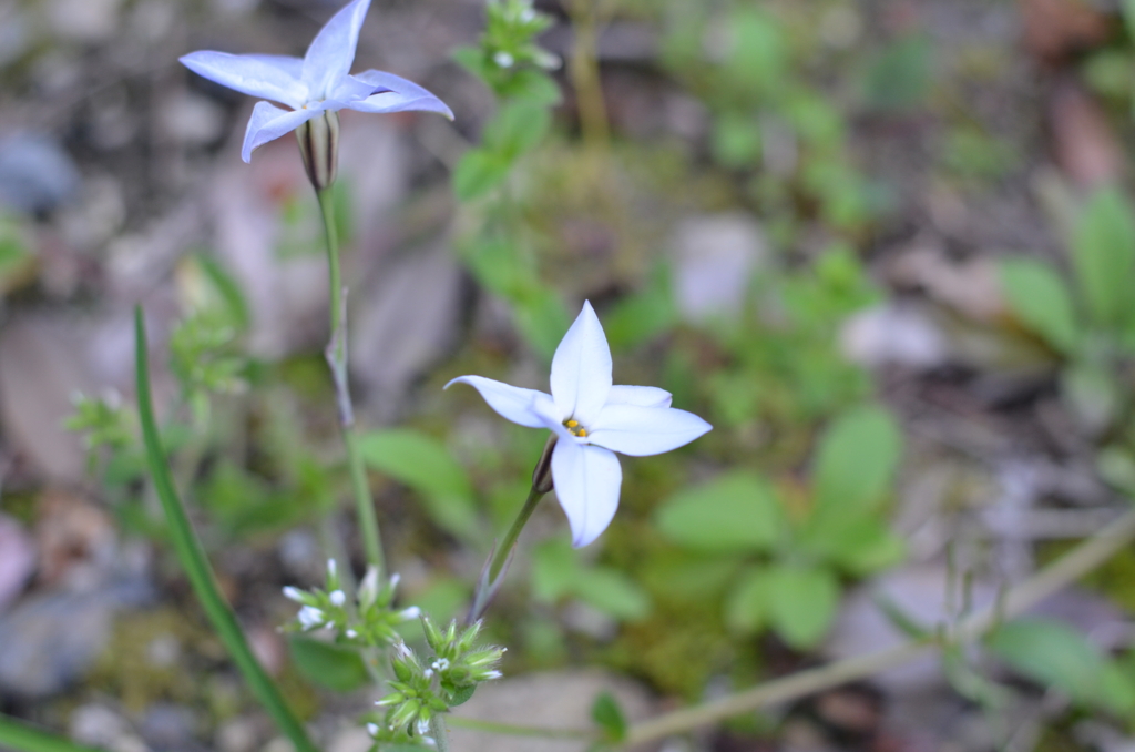 f:id:pyoropyoro:20170422230640j:plain