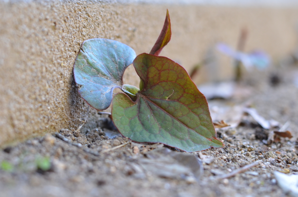 f:id:pyoropyoro:20170423183619j:plain