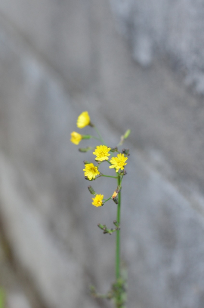 f:id:pyoropyoro:20170423184722j:plain