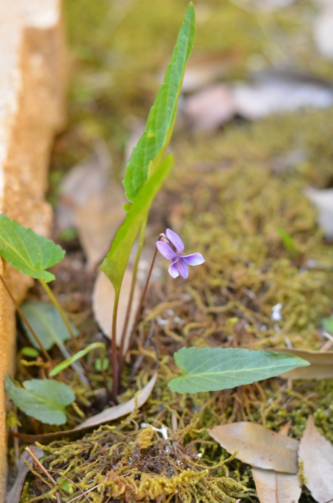 f:id:pyoropyoro:20170423195413j:plain