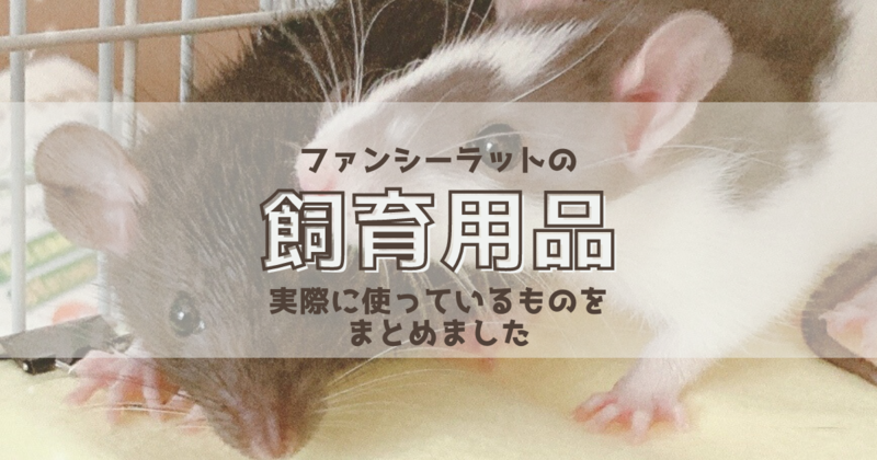 ファンシーラットの飼育用品とおすすめ商品 - 窮鼠、コロッケを噛む
