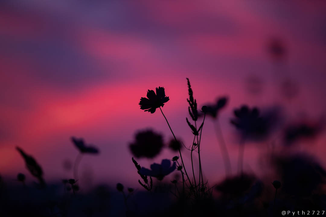 f:id:pyth2727:20191006211505j:plain f:id:pyth2727:20191006211505j:plain