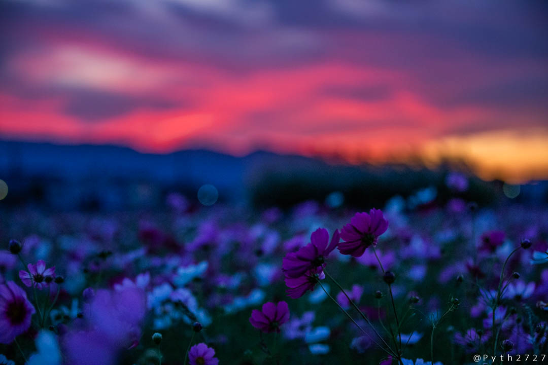 f:id:pyth2727:20191006211517j:plain f:id:pyth2727:20191006211517j:plain
