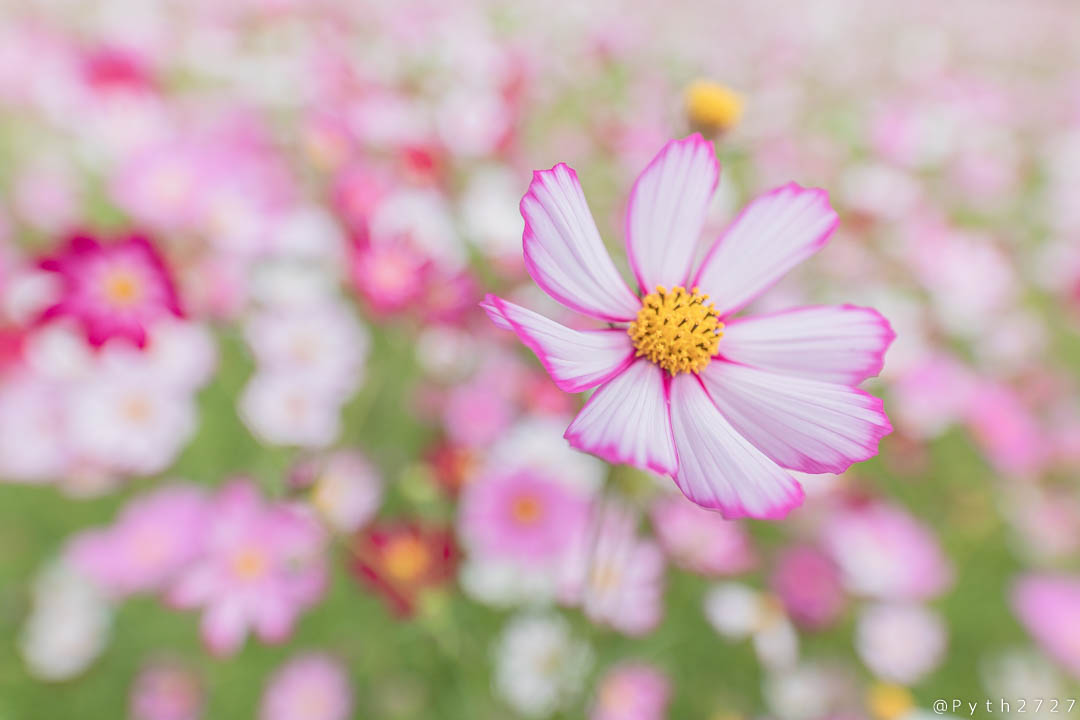 f:id:pyth2727:20191006211539j:plain f:id:pyth2727:20191006211539j:plain