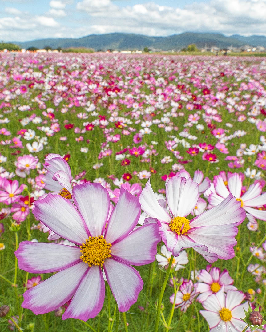 f:id:pyth2727:20191006211605j:plain f:id:pyth2727:20191006211605j:plain