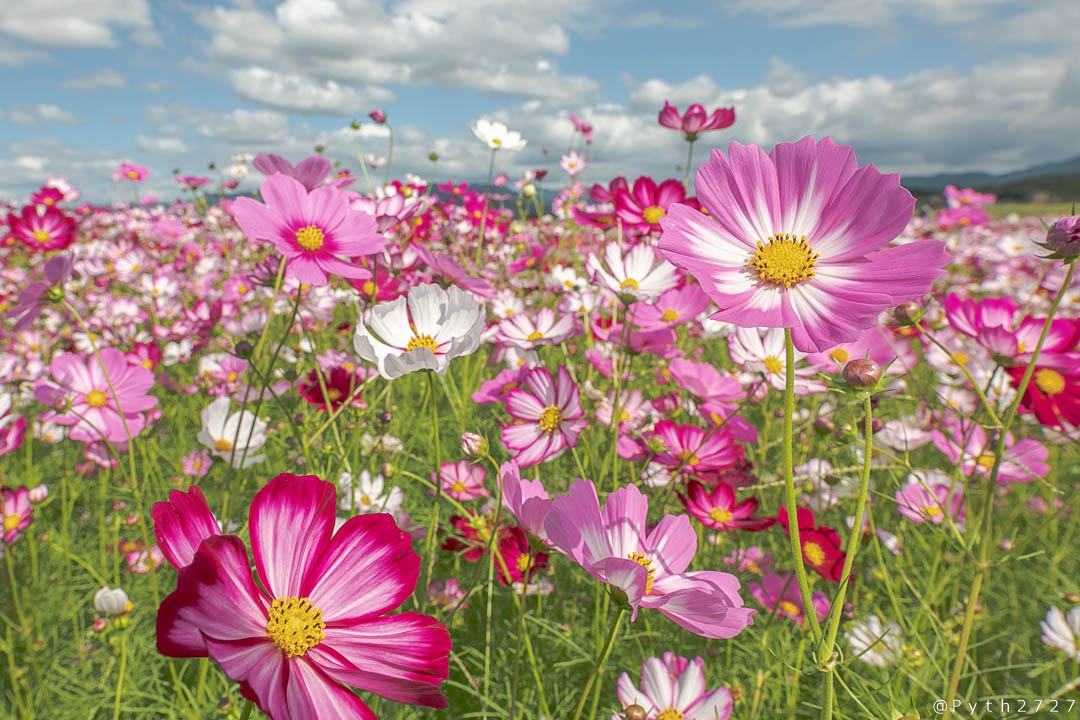 f:id:pyth2727:20191006211608j:plain f:id:pyth2727:20191006211608j:plain