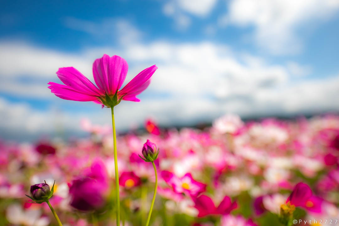 f:id:pyth2727:20191006211612j:plain f:id:pyth2727:20191006211612j:plain