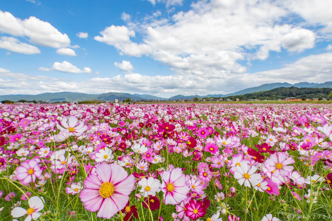 f:id:pyth2727:20191006211621j:plain f:id:pyth2727:20191006211621j:plain