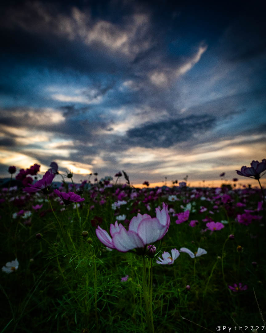 f:id:pyth2727:20191006211631j:plain f:id:pyth2727:20191006211631j:plain