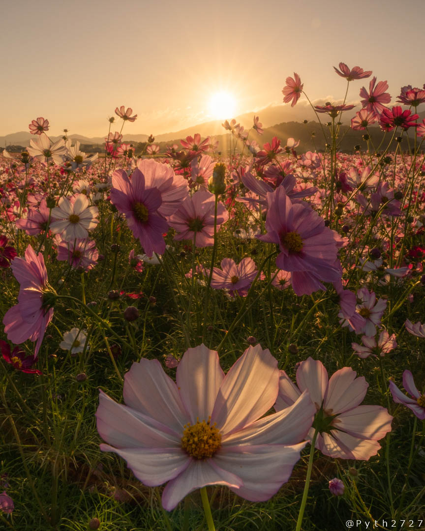 f:id:pyth2727:20191012102717j:plain f:id:pyth2727:20191012102717j:plain