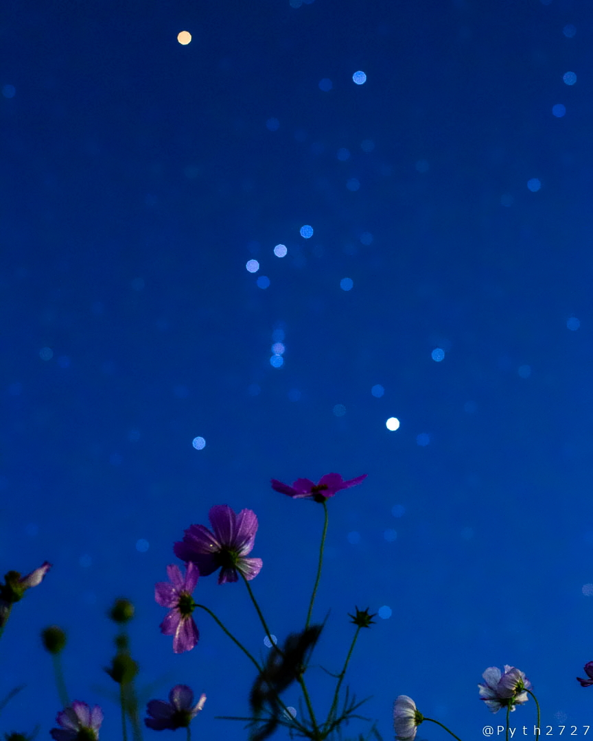 f:id:pyth2727:20191012110353j:plain f:id:pyth2727:20191012110353j:plain