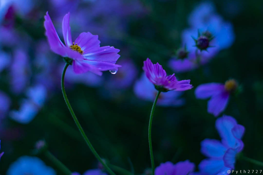 f:id:pyth2727:20191012114230j:plain f:id:pyth2727:20191012114230j:plain