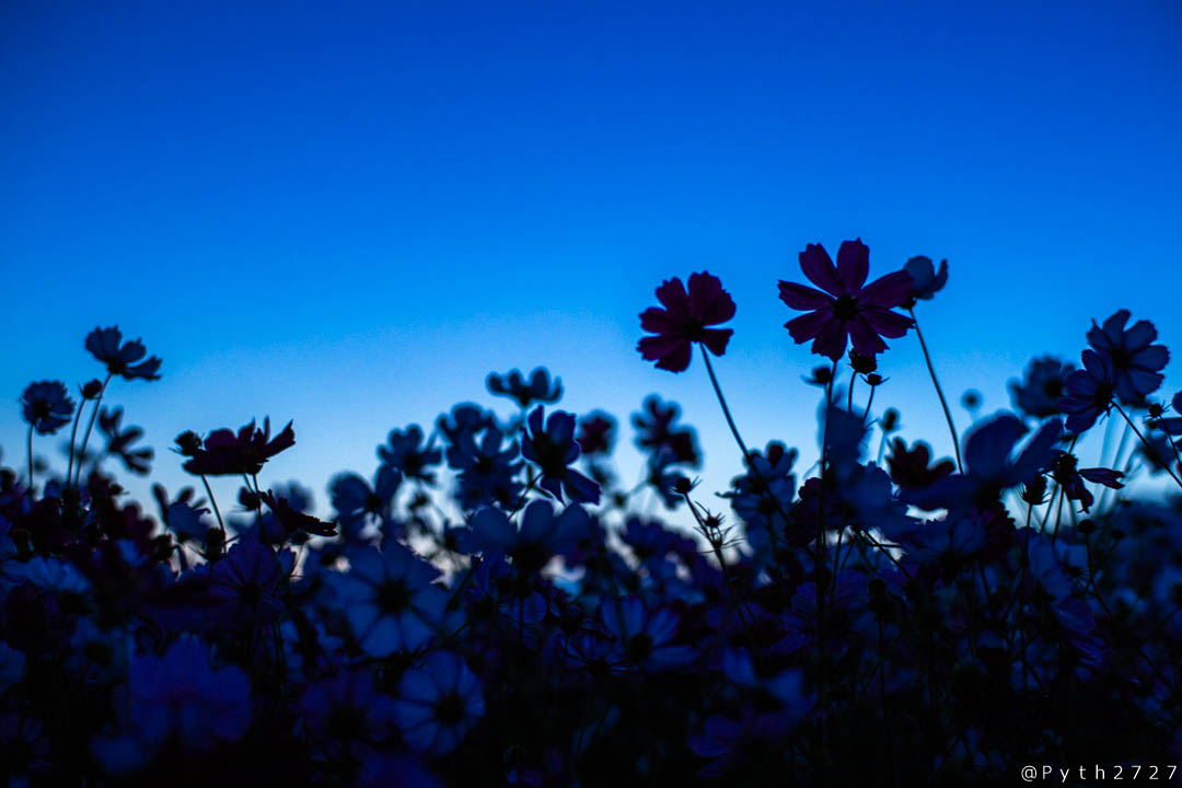 f:id:pyth2727:20191012114240j:plain f:id:pyth2727:20191012114240j:plain