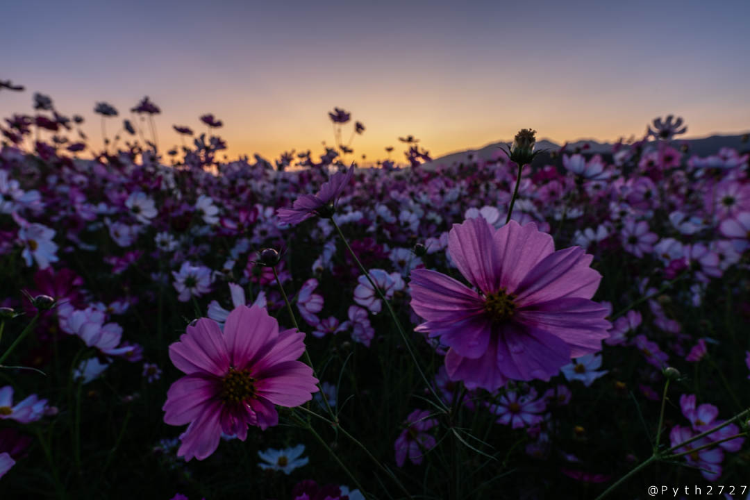 f:id:pyth2727:20191012115457j:plain f:id:pyth2727:20191012115457j:plain
