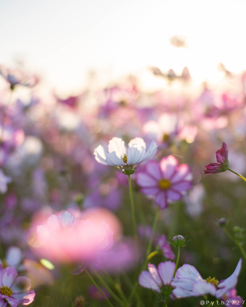 f:id:pyth2727:20191012115656j:plain f:id:pyth2727:20191012115656j:plain