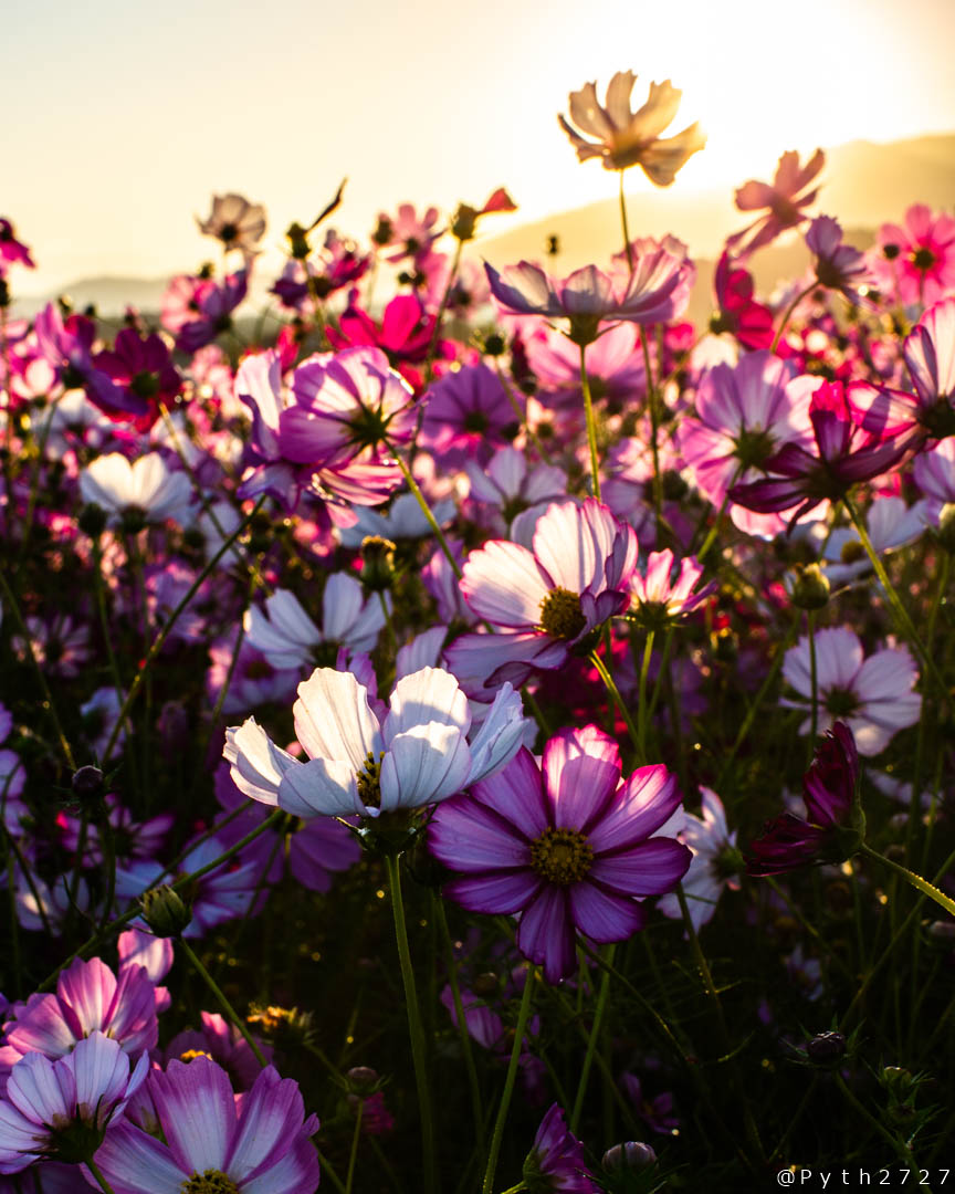 f:id:pyth2727:20191012115700j:plain f:id:pyth2727:20191012115700j:plain