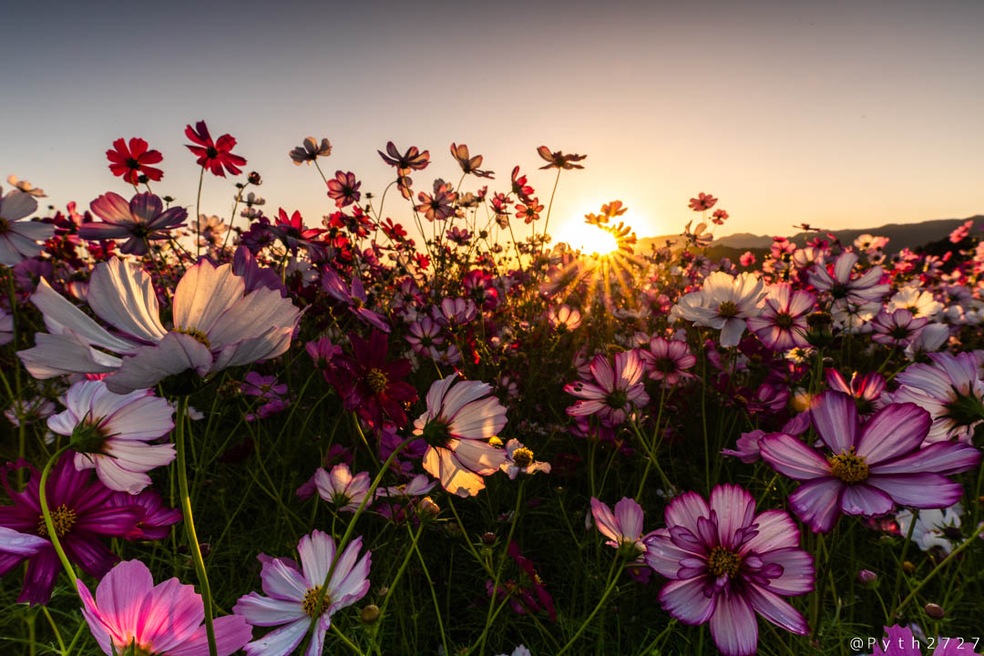 f:id:pyth2727:20191012115710j:plain f:id:pyth2727:20191012115710j:plain