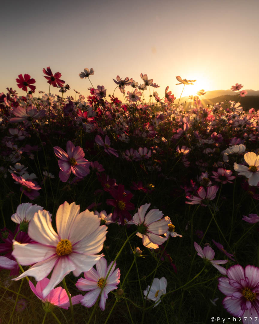 f:id:pyth2727:20191012115713j:plain f:id:pyth2727:20191012115713j:plain