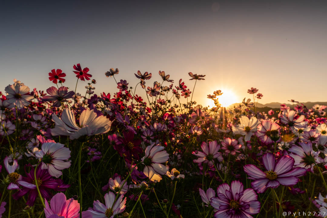 f:id:pyth2727:20191012115719j:plain f:id:pyth2727:20191012115719j:plain