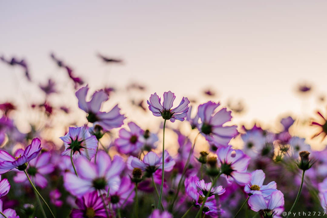 f:id:pyth2727:20191012115723j:plain f:id:pyth2727:20191012115723j:plain