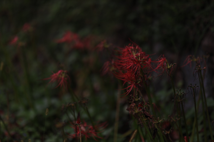 f:id:pyth2727:20191013201358j:plain f:id:pyth2727:20191013201358j:plain