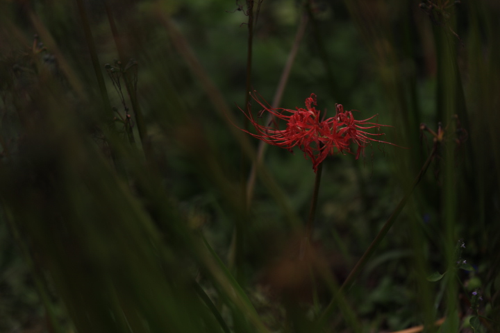 f:id:pyth2727:20191013201417j:plain f:id:pyth2727:20191013201417j:plain