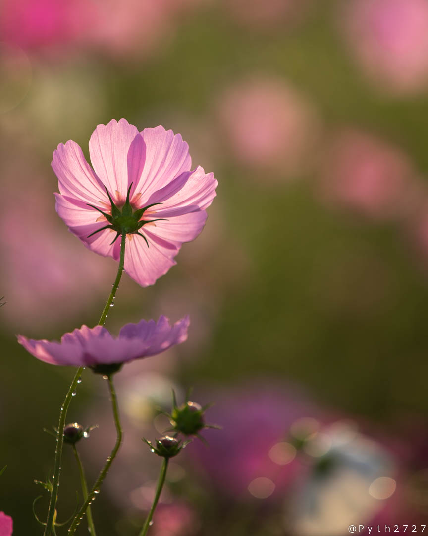 f:id:pyth2727:20191019155744j:plain f:id:pyth2727:20191019155744j:plain