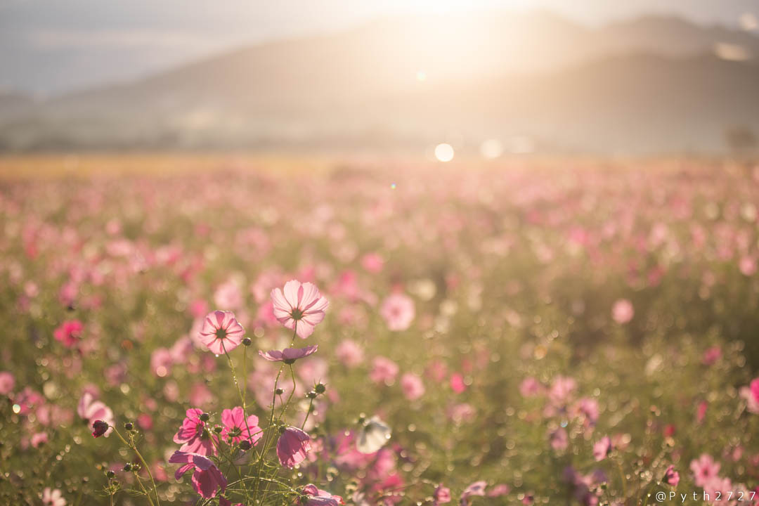 f:id:pyth2727:20191019155751j:plain f:id:pyth2727:20191019155751j:plain