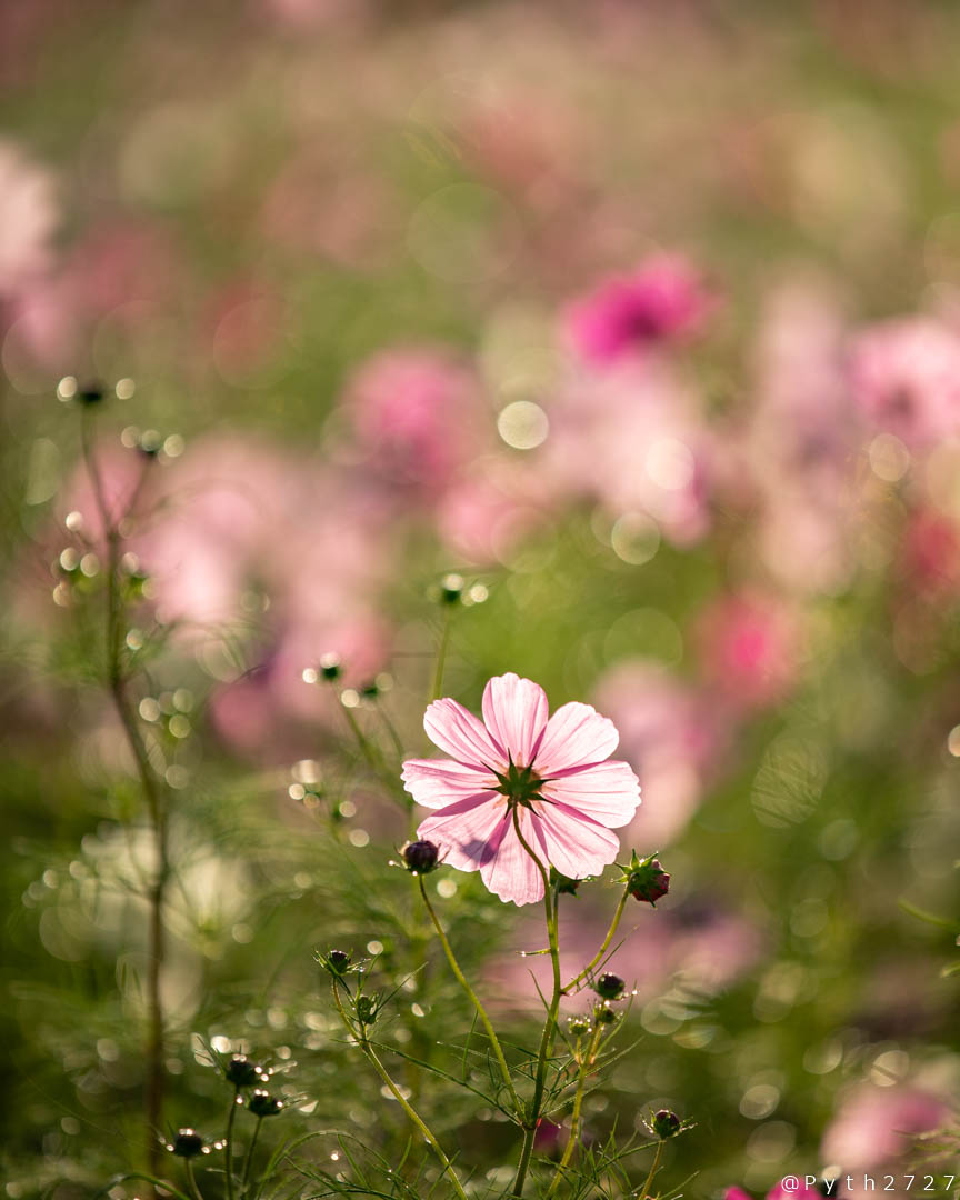 f:id:pyth2727:20191019155757j:plain f:id:pyth2727:20191019155757j:plain