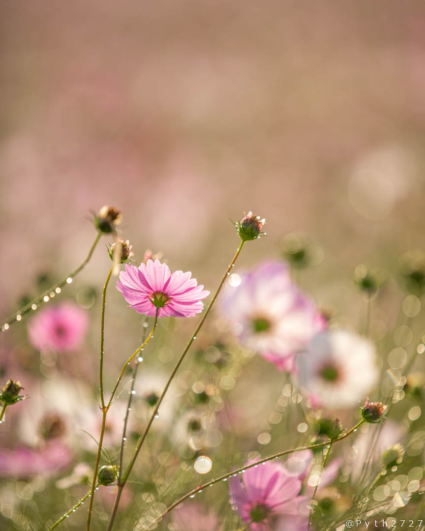 f:id:pyth2727:20191019155803j:plain f:id:pyth2727:20191019155803j:plain
