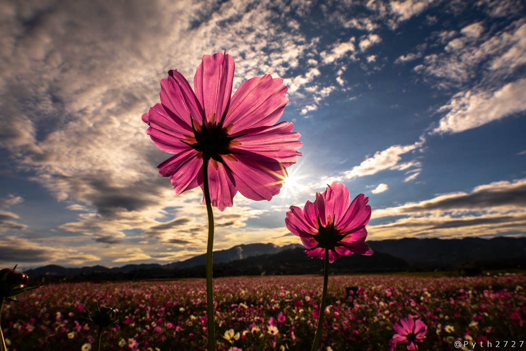 f:id:pyth2727:20191019155813j:plain f:id:pyth2727:20191019155813j:plain