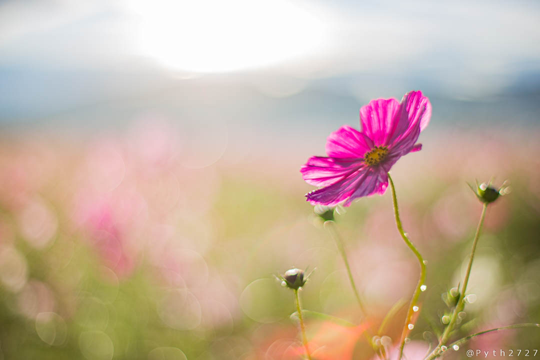 f:id:pyth2727:20191019155824j:plain f:id:pyth2727:20191019155824j:plain