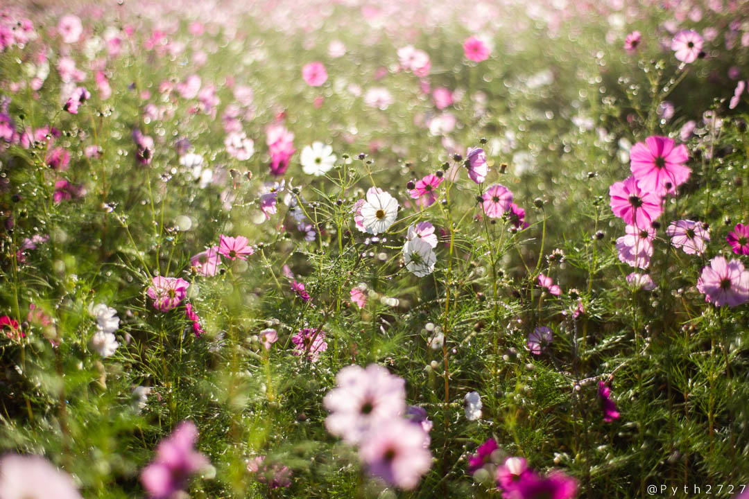 f:id:pyth2727:20191019160534j:plain f:id:pyth2727:20191019160534j:plain