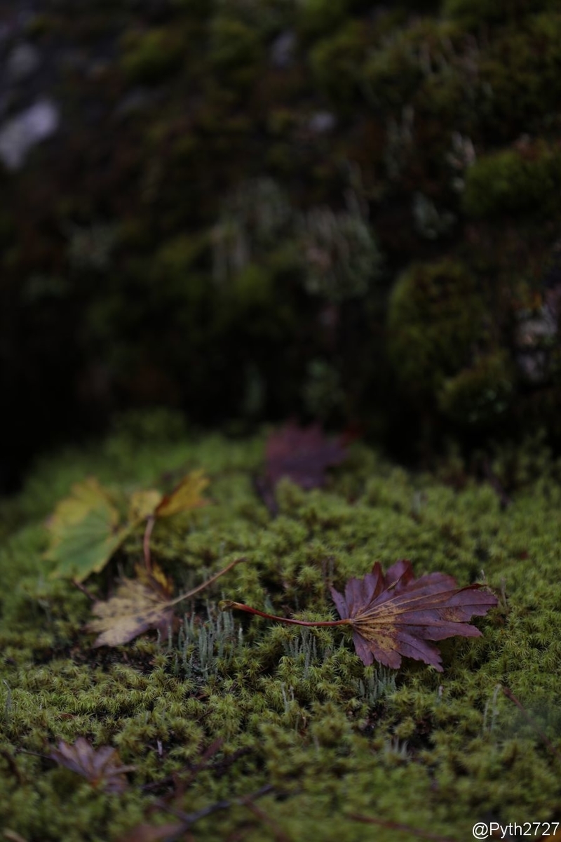 f:id:pyth2727:20191022144518j:plain f:id:pyth2727:20191022144518j:plain