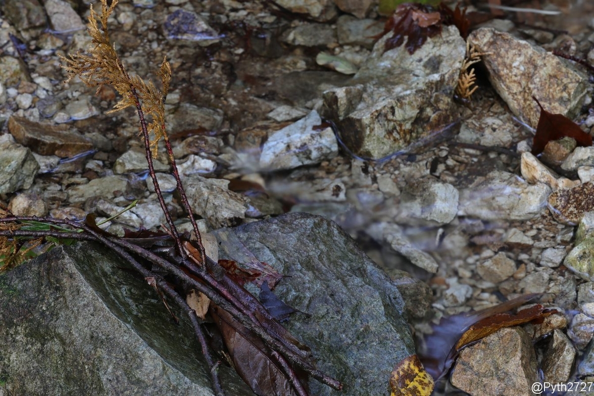 f:id:pyth2727:20191022144711j:plain f:id:pyth2727:20191022144711j:plain