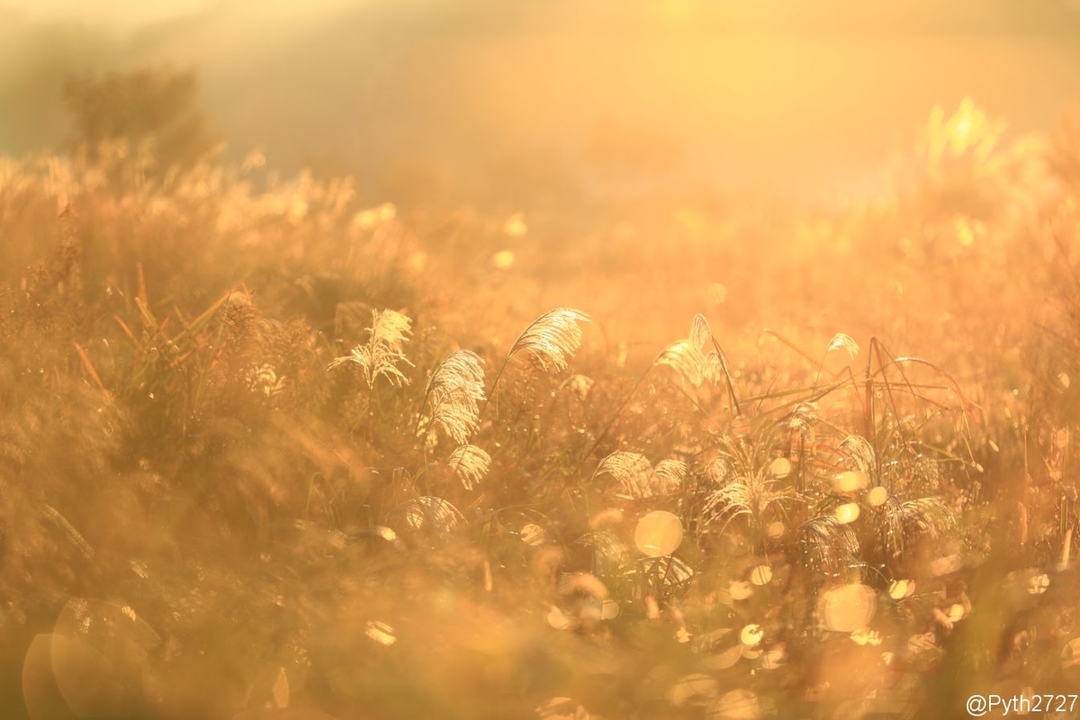 f:id:pyth2727:20191109212129j:plain f:id:pyth2727:20191109212129j:plain