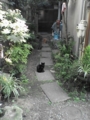 [猫]