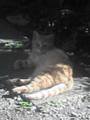 [猫]