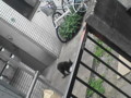 [猫]強姦中？