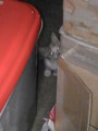 [猫]子猫が玄関を訪問。