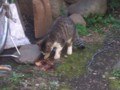 [猫]何かをこそげ取りながら、食べる子猫