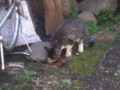 [猫]何かをこそげ取りながら、食べる子猫