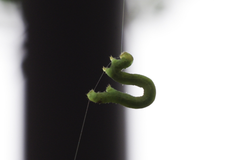 個別 聖崎公園 シャクトリムシ 尺取虫 昆虫 幼虫 の写真 画像 昆虫 Aya Yokota