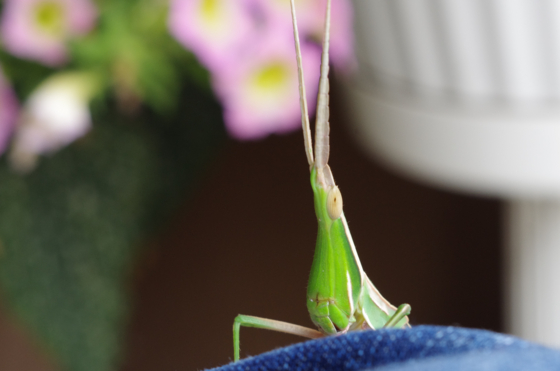 f:id:qayap:20130910115455j:image