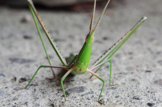 f:id:qayap:20130910115657j:image