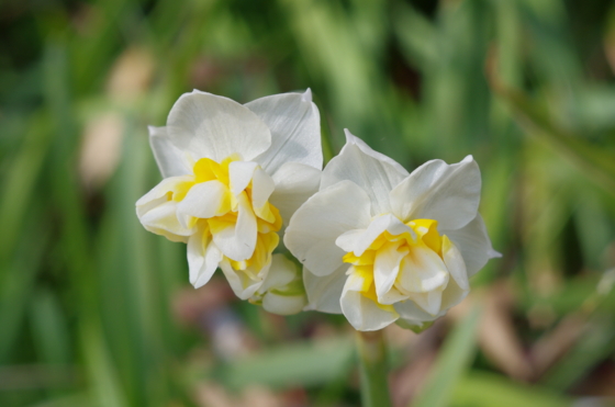 f:id:qayap:20140111132852j:image