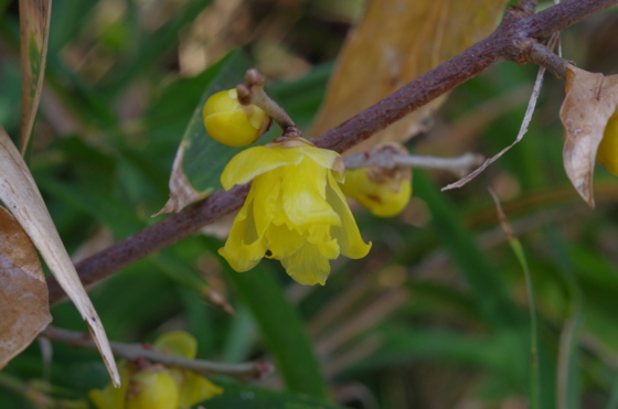 f:id:qayap:20140111132920j:image