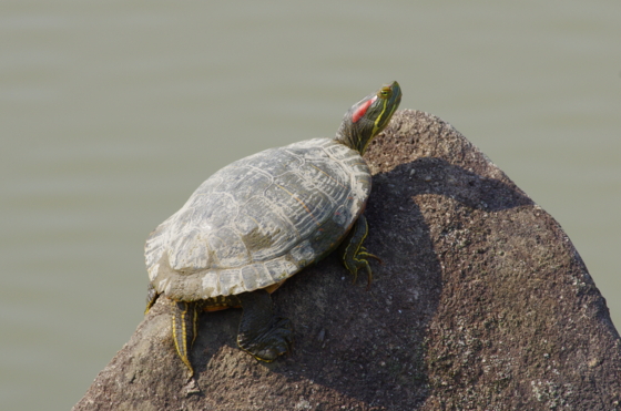 f:id:qayap:20140316135329j:image